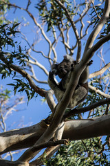 koala great ocean road australia