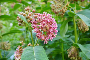 Asclepias syriaca ,Milkweed American
