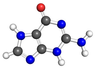 Obraz premium Guanine molecule, ball and stick model