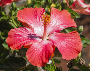 Beautiful Hawaiian Exotic Tropical Red Hibiscus Flower