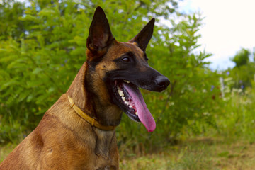 Close-up of a Belgian Shepherd Dog in the park.
