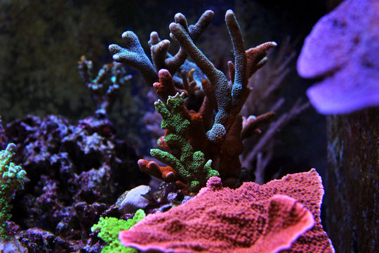 Multicolored montipora sps colony corals