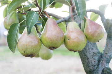 pear fruit in the garden in summer