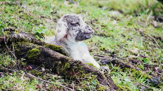 A new-born lamb laying on the ground alone on a Scottish farm at early springtime. Scotland, United Kingdom