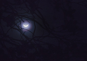 Crescent moon with branches in the dark night. Silhouette branches. © sucharn