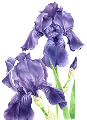 Papier Peint photo Lavable Iris Fleurs d& 39 iris aquarelles dessinées à la main