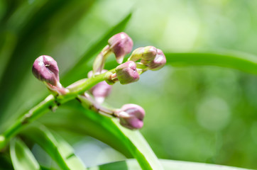 Beautiful orchids flower is blooming in nature