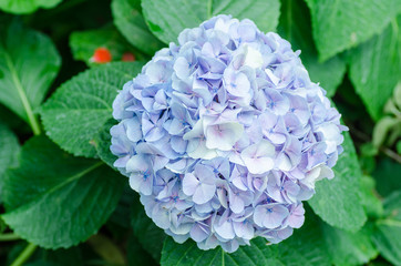 Blue hydrangea flower blossom in a garden