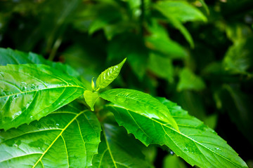 Green leaf background.