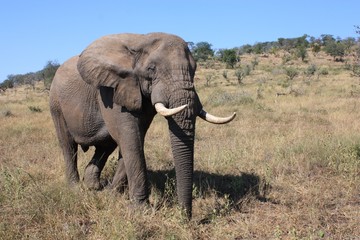 Obraz premium Elephant, South Africa