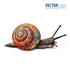 Illustration of realistic. Garden snail. Vector isolated on white background.