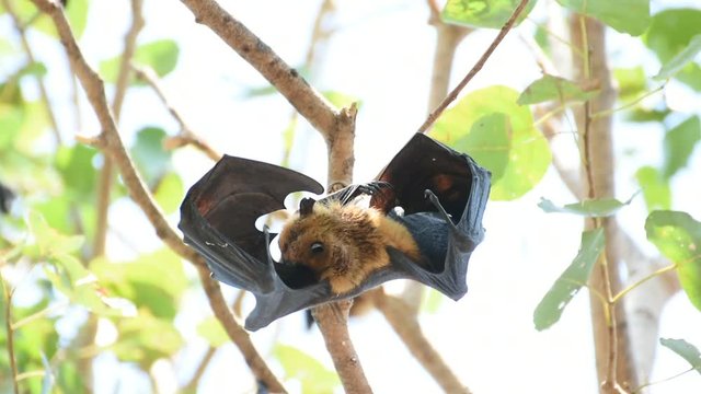 Bat (Lyle's flying fox, Pteropus lylei or Pteropodidae) perched hanging on a tree in the wild