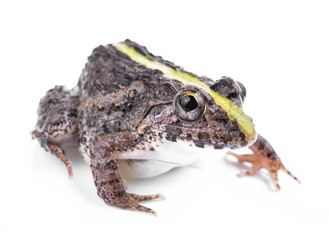 Frog isolated on white background