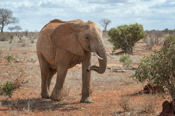 Single female elephant walking in savanna.