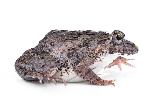 Frog isolated on white background