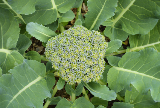 Young Broccoli Floret