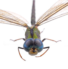dragonfly isolated on a white background