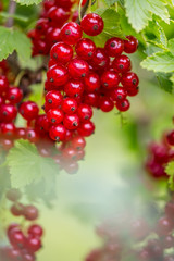 Red Currant. Red currant on bush in a garden