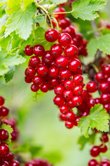 Red Currant. Red currant on bush in a garden