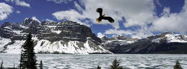 bald eagle flying over the Rockies 