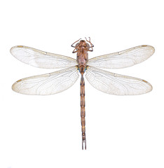 dragonfly isolated on a white background
