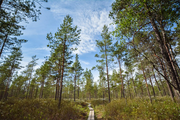 forêt finlande