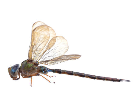 dragonfly isolated on a white background
