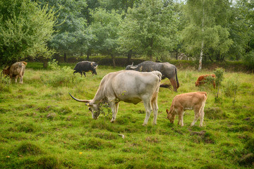 Auerochsen und Hochlandrinder auf einer Weide