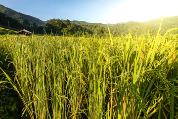 Rice field