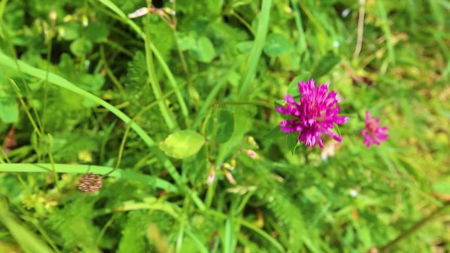 Closeup of purple flower of wild clover plant growing in meadow of mountain hill. Real time full hd video footage.