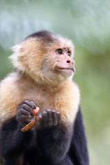 Capuchin monkey on a branch in Costa Rica
