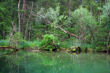lake with trees and moss in the forest