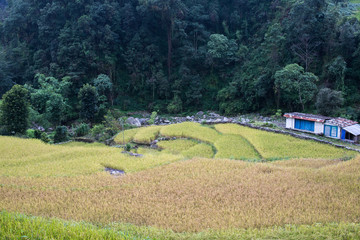 The rice field at Himalaya Nepal