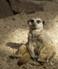 Fototapeta premium Fed Up Meerkat