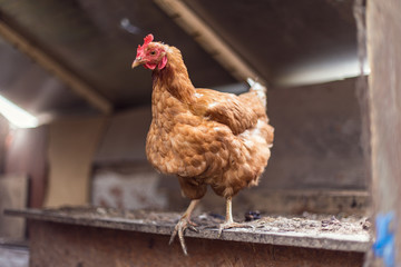 курица в курятнике