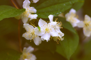 White flowers Jasmine
