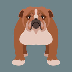 bulldog vector illustration style flat front side