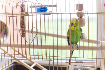 Obraz premium Green budgerigar in a cage at the window. Funny budgie in bigdcage.