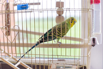 Green budgerigar in a cage at the window. Funny budgie in bigdcage.