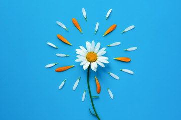 Chamomile flower on blue background. White and orange petals decoration. Flat minimal design.