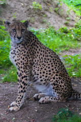 Cheetah sitting and looking forward.