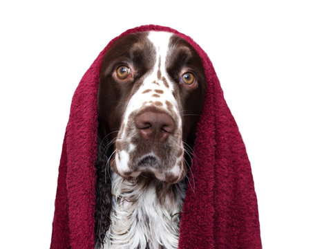 Funny Dog After Bathing Isolated On White. Spaniel In Towel