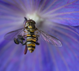 Hover fly collecting pollen