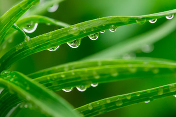 Dew on green grass