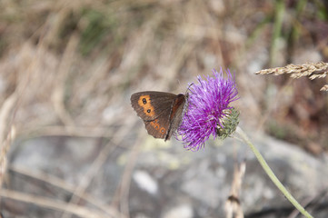 Obraz premium butter flower