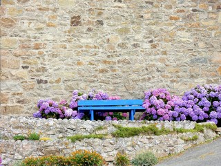 Hortensias et banc bleu en Bretagne
