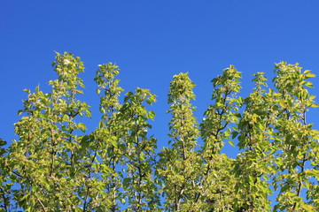 Tree Branches Against Sky