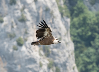 Grifone vola nelle Groges Du Verdon, i Provenza Francia