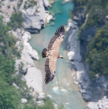 Grifone vola nelle Groges Du Verdon, i Provenza Francia