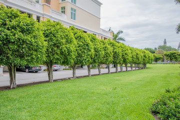 Row of planed trees